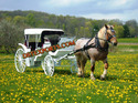 SPRING  VICTORIA  HORSE CARRIAGES